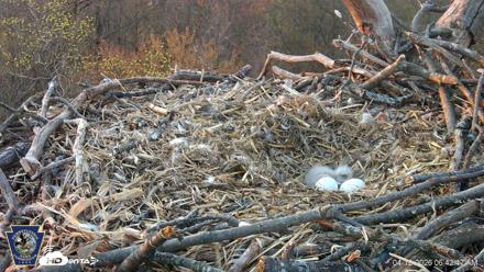 Hanover Eagles Live Cam - Apr 12, 2026, 6:43am EDT