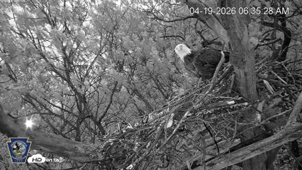 Hanover Eagles Live Cam - Apr 19, 2026, 6:36am EDT