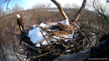 Hanover Eagles Live Cam - Feb 24, 2026, 4:19pm EST