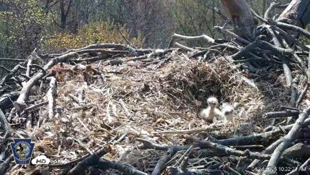 Hanover Eagles Live Cam - Apr 14, 2026, 10:22am EDT