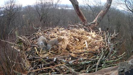 Hanover Eagles Live Cam - Dec 29, 2025, 8:50am EST