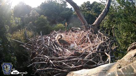 Hanover Eagles Live Cam - Sep 17, 2026, 8:20am EDT