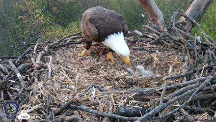 Hanover Eagles Live Cam - Apr 17, 2026, 6:27am EDT