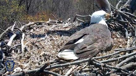 Hanover Eagles Live Cam - Apr 12, 2026, 1:07pm EDT