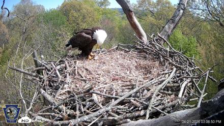 Hanover Eagles Live Cam - Apr 21, 2026, 3:07pm EDT