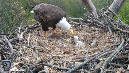 Hanover Eagles Live Cam - Apr 20, 2026, 12:49pm EDT
