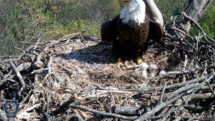 Hanover Eagles Live Cam - Apr 17, 2026, 4:07pm EDT