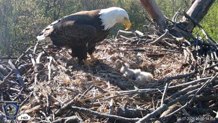 Hanover Eagles Live Cam - Apr 17, 2026, 9:00am EDT