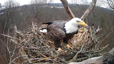 Hanover Eagles Live Cam - Dec 23, 2025, 12:34pm EST