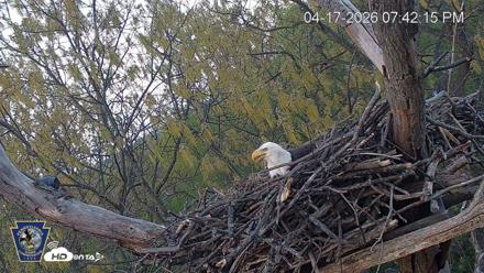 Hanover Eagles Live Cam - Apr 17, 2026, 7:43pm EDT