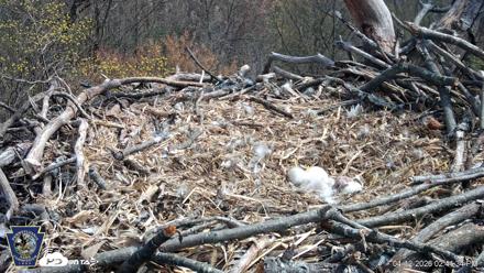 Hanover Eagles Live Cam - Apr 12, 2026, 2:42pm EDT