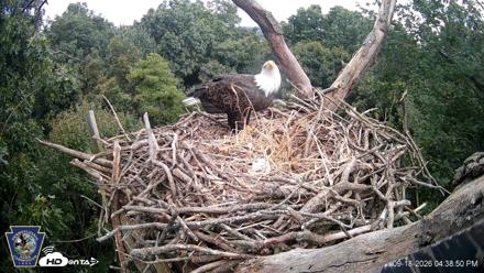 Hanover Eagles Live Cam - Sep 18, 2026, 4:39pm EDT