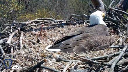 Hanover Eagles Live Cam - Apr 14, 2026, 2:05pm EDT