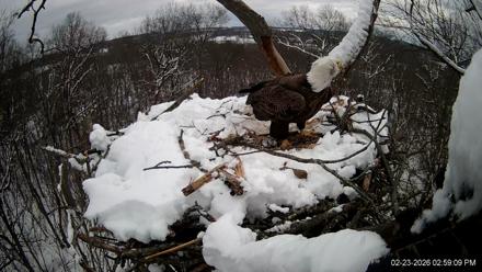 Hanover Eagles Live Cam - Feb 23, 2026, 3:00pm EST