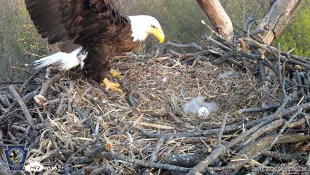 Hanover Eagles Live Cam - Apr 15, 2026, 6:54pm EDT