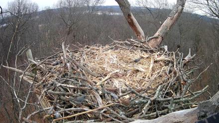 Hanover Eagles Live Cam - Dec 23, 2025, 1:43pm EST