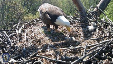 Hanover Eagles Live Cam - Apr 18, 2026, 10:41am EDT