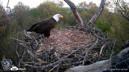 Hanover Eagles Live Cam - Apr 21, 2026, 7:51pm EDT