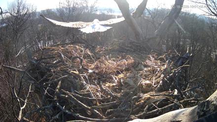 Hanover Eagles Live Cam - Dec 18, 2025, 10:02am EST