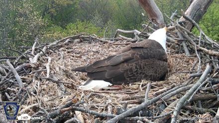 Hanover Eagles Live Cam - Apr 20, 2026, 9:37am EDT