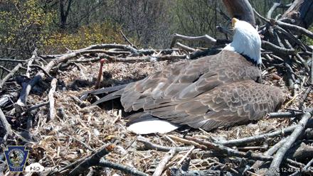 Hanover Eagles Live Cam - Apr 14, 2026, 12:49pm EDT