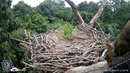 Hanover Eagles Live Cam - Jun 8, 2026, 1:13pm EDT