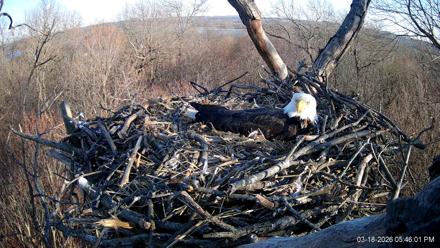 Hanover Eagles Live Cam - Mar 18, 2026, 5:46pm EDT