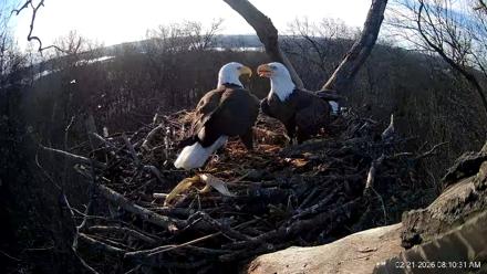 Hanover Eagles Live Cam - Feb 21, 2026, 8:10am EST