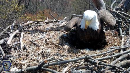 Hanover Eagles Live Cam - Apr 12, 2026, 1:39pm EDT