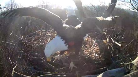 Hanover Eagles Live Cam - Dec 22, 2025, 9:09am EST