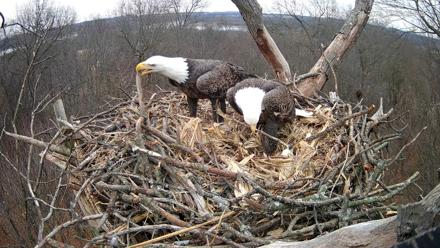 Hanover Eagles Live Cam - Dec 23, 2025, 12:33pm EST