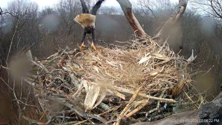 Hanover Eagles Live Cam - Jan 9, 2026, 2:06pm EST