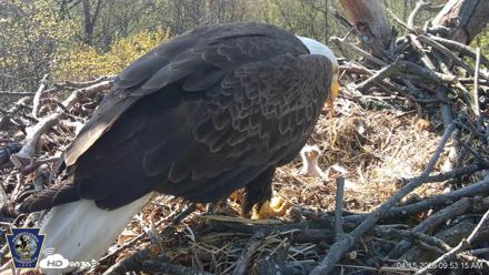 Hanover Eagles Live Cam - Apr 15, 2026, 9:54am EDT