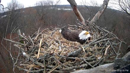 Hanover Eagles Live Cam - Mar 17, 2026, 3:15pm EDT