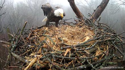Hanover Eagles Live Cam - Mar 4, 2026, 4:50pm EST