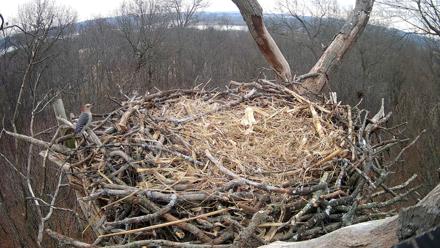 Hanover Eagles Live Cam - Jan 3, 2026, 10:18am EST