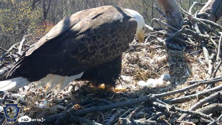Hanover Eagles Live Cam - Apr 12, 2026, 10:52am EDT