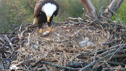 Hanover Eagles Live Cam - Apr 18, 2026, 6:39am EDT