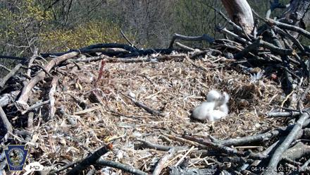 Hanover Eagles Live Cam - Apr 14, 2026, 3:17pm EDT