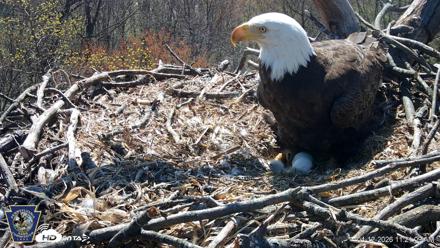 Hanover Eagles Live Cam - Apr 12, 2026, 11:21am EDT