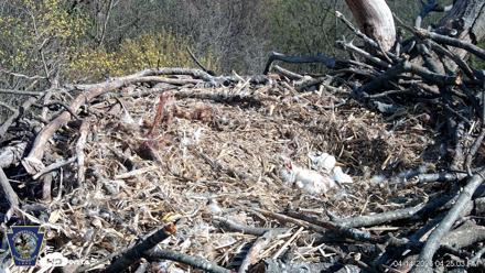 Hanover Eagles Live Cam - Apr 14, 2026, 4:25pm EDT