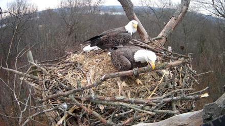 Hanover Eagles Live Cam - Dec 10, 2025, 10:14am EST