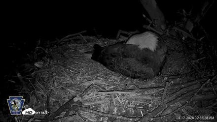 Hanover Eagles Live Cam - Apr 17, 2026, 2:37am EDT