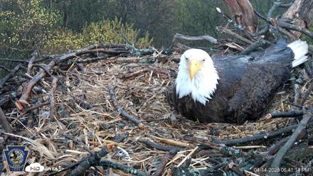Hanover Eagles Live Cam - Apr 14, 2026, 6:41pm EDT