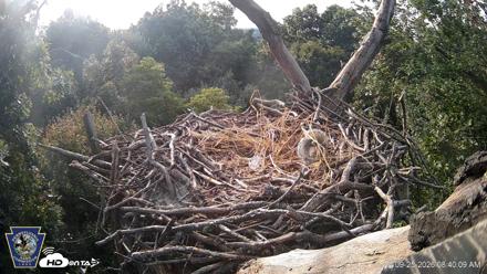 Hanover Eagles Live Cam - Sep 25, 2026, 8:40am EDT