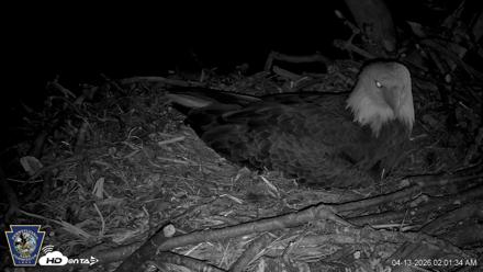 Hanover Eagles Live Cam - Apr 13, 2026, 2:02am EDT