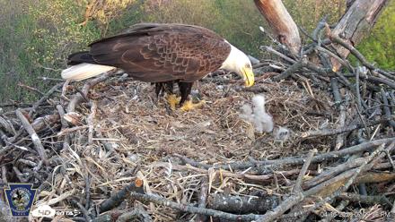 Hanover Eagles Live Cam - Apr 16, 2026, 7:11pm EDT