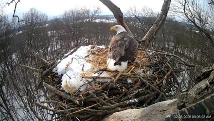 Hanover Eagles Live Cam - Feb 25, 2026, 9:07am EST