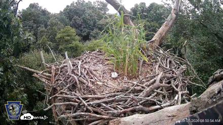 Hanover Eagles Live Cam - Sep 5, 2026, 8:51am EDT