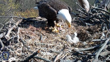 Hanover Eagles Live Cam - Apr 13, 2026, 4:15pm EDT